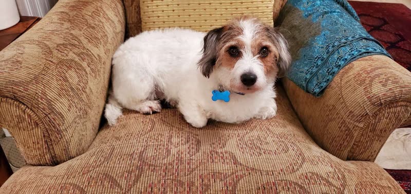 A small white and brown scruffy dog resting on a sofa after grooming