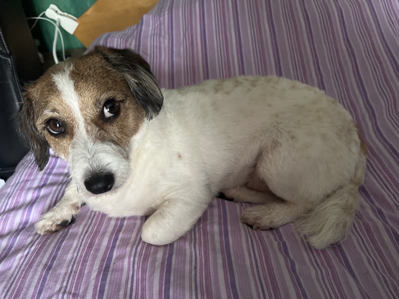 A Jack Russell type dog lying on a striped bed after a short clip