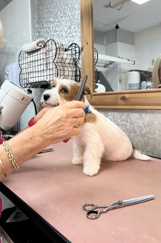 A groomer scissoring a small white and tan dog on the grooming table