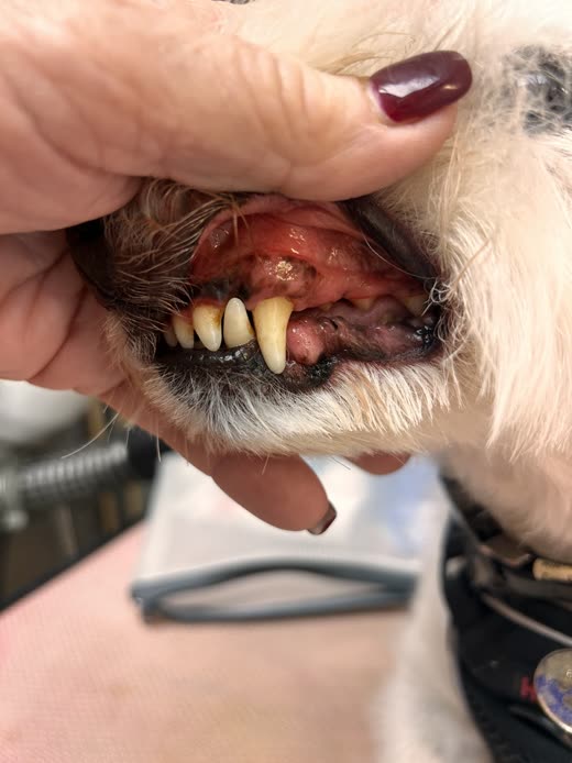 A groomer lifting a small dog's lip to show clean teeth and gums
