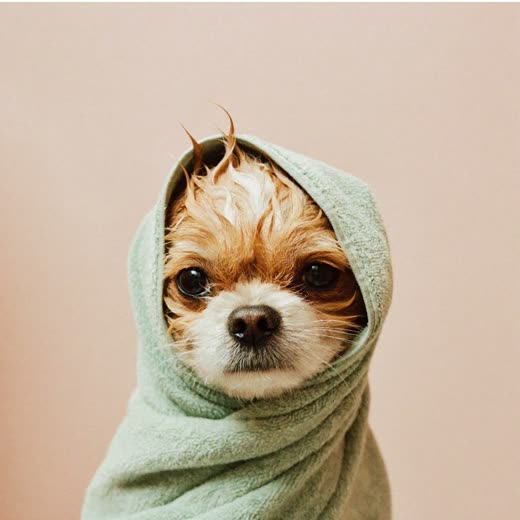 A small dog wrapped in a towel after a bath